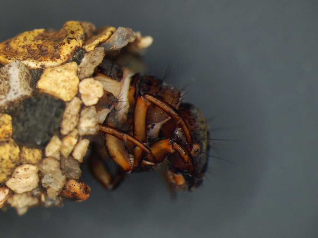 Chaetopteryx villosa